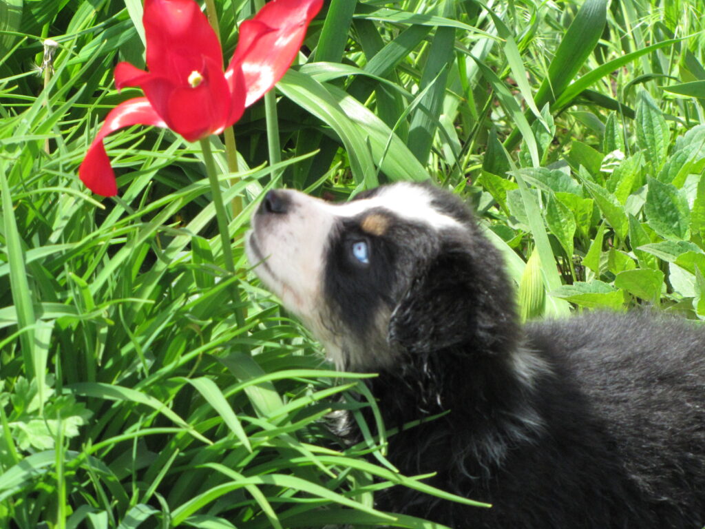 Jack looking at a flower