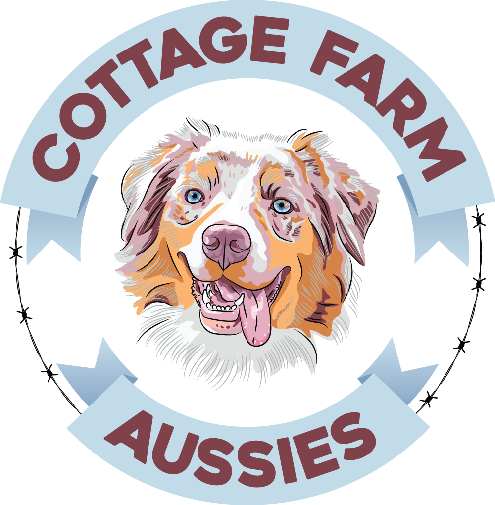 Cottage Farm Aussies